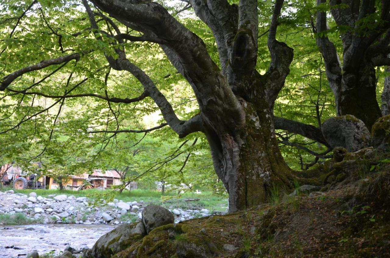 Вила Даяна Ribaritsa Buitenkant foto